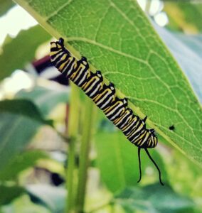 Community project to sprout new habitat for pollinators